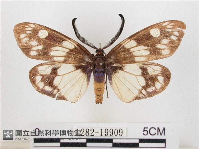 蓬萊茶斑蛾藏品圖，第1張