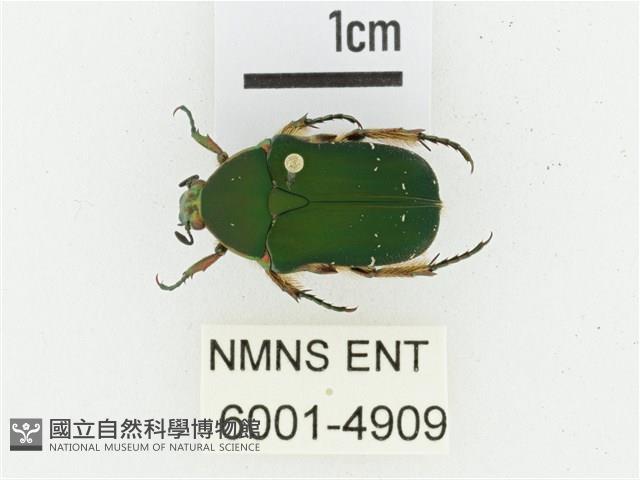 艷邊花金龜藏品圖，第1張