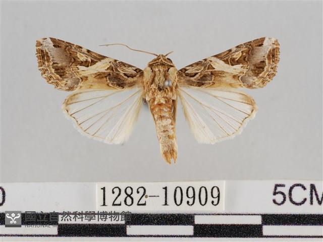 斜紋夜盜蛾藏品圖，第1張