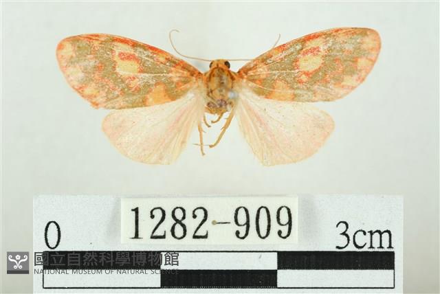 三色豔苔蛾藏品圖，第1張