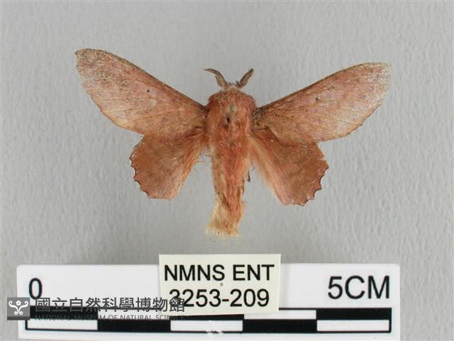 臺灣枯葉蛾藏品圖，第1張