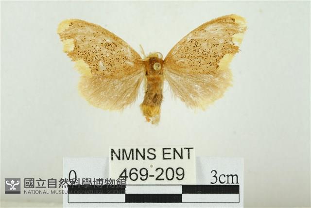 黑翅黃毒蛾藏品圖，第1張