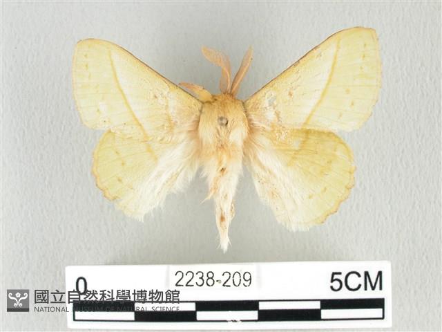 青枯葉蛾藏品圖，第1張