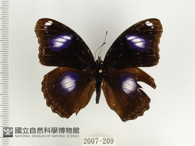 Accession Number:002007-00209 Collection Image, Figure 1, Total 3 Figures