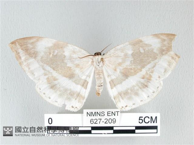 圓翅大鉤蛾藏品圖，第1張