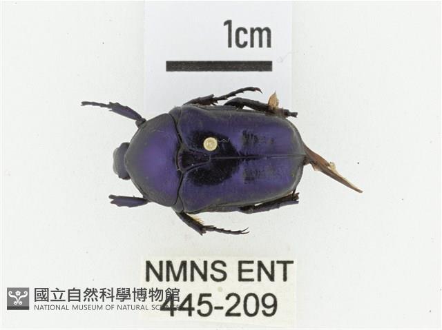 藍艷白點花金龜藏品圖，第1張