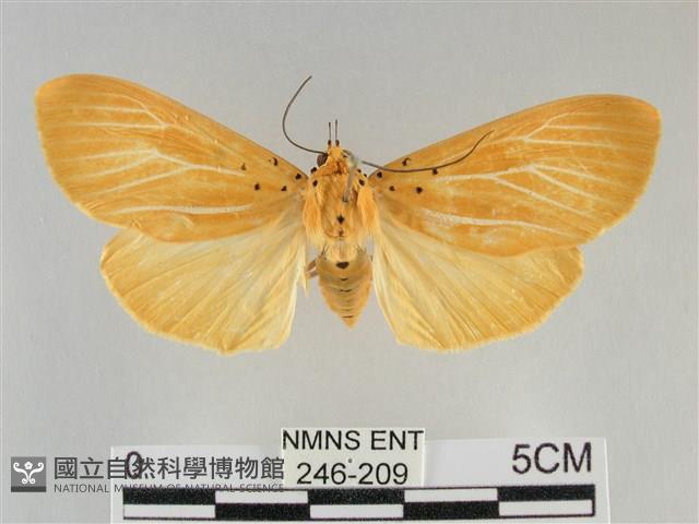 橙擬燈蛾藏品圖，第1張