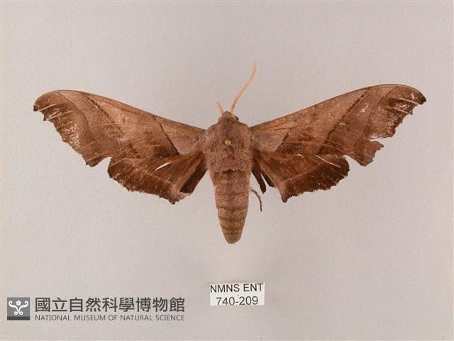 齒翅三線天蛾藏品圖，第1張