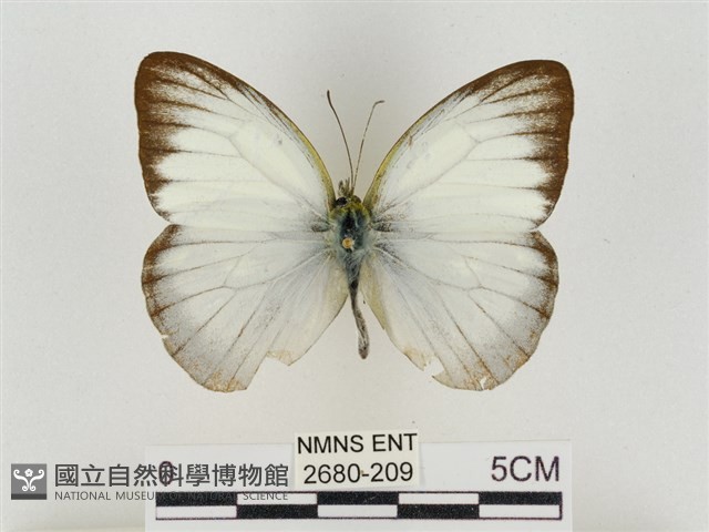 淡褐脈粉蝶藏品圖，第1張