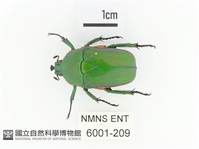 小扇角金龜藏品圖，第1張