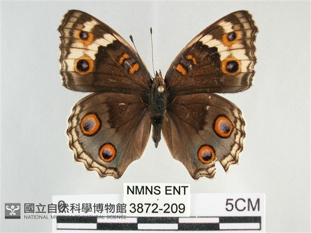 青眼蛺蝶、孔雀青蛺蝶藏品圖，第1張