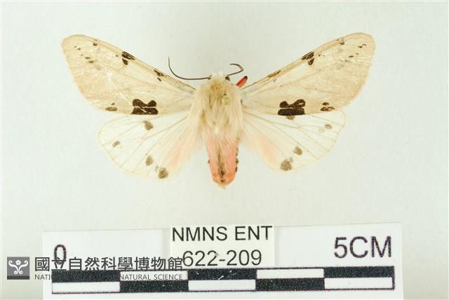 棍棒污燈蛾藏品圖，第1張