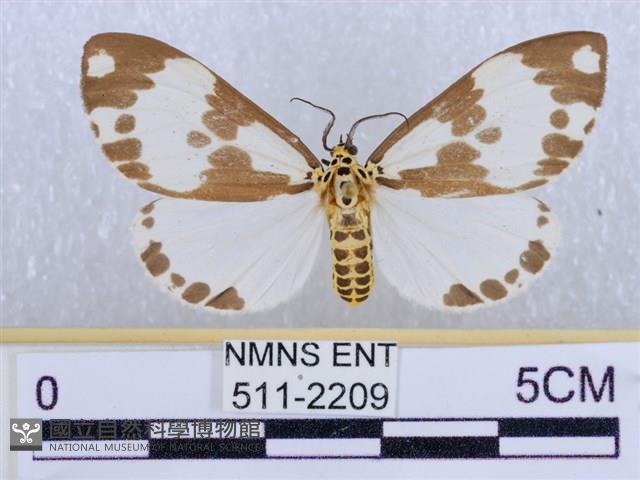 後凸蝶燈蛾藏品圖，第1張