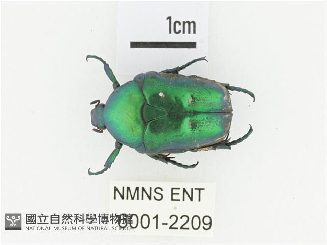 綠艷白點花金龜藏品圖，第1張