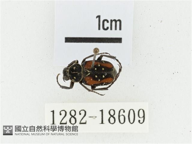 黑虎斑花金龜藏品圖，第1張