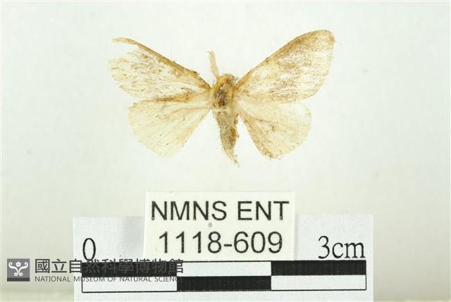 寬紋黃毒蛾藏品圖，第1張