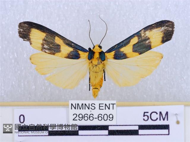 閃光苔蛾藏品圖，第1張