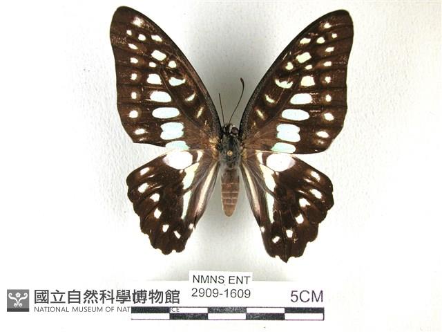 木蘭青鳳蝶藏品圖，第1張
