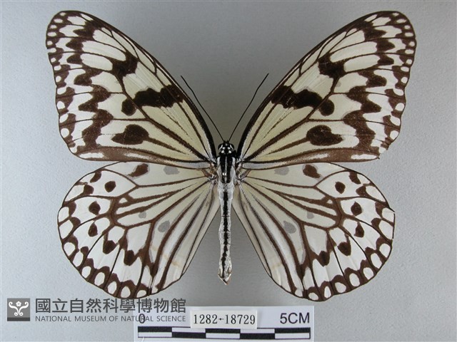 大白斑蝶藏品圖，第1張