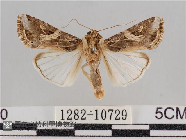 斜紋夜盜蛾藏品圖，第1張