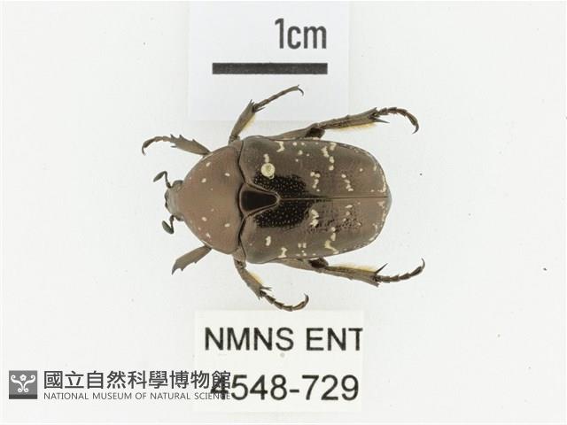 東方白點花金龜藏品圖，第1張