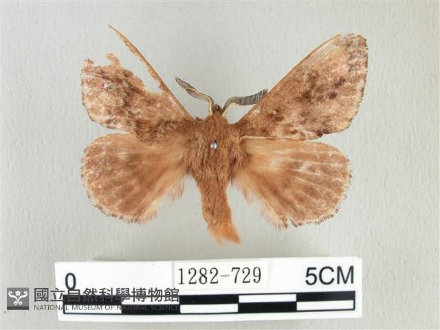 臺灣鋸紋枯葉蛾藏品圖，第1張