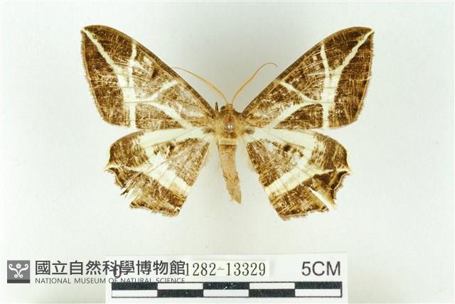 樹形尺蛾藏品圖，第1張