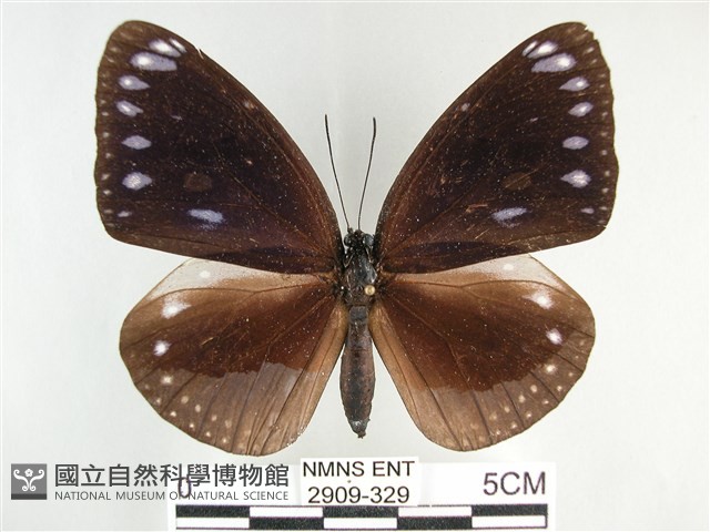 圓翅紫斑蝶藏品圖，第1張