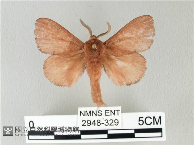 馬尾松枯葉蛾藏品圖，第1張