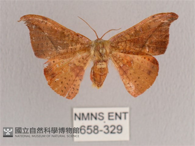 裳蛾科藏品圖，第1張