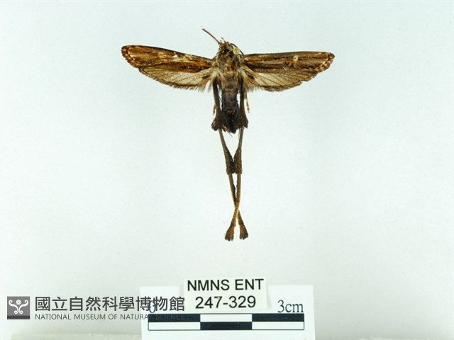 長腳大織蛾藏品圖，第1張