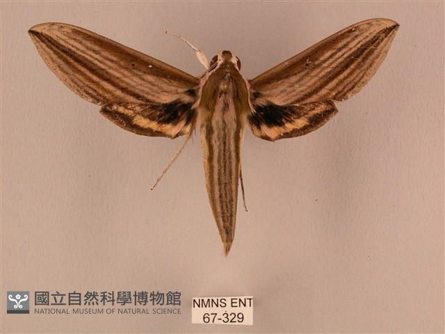 棕綠背線天蛾藏品圖，第1張