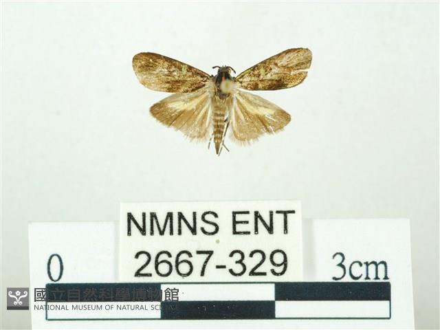 叉紋閃舞蛾藏品圖，第1張