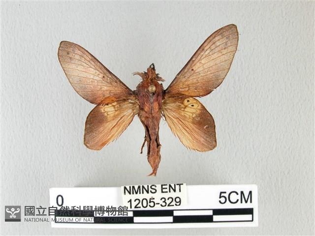 緣斑枯葉蛾藏品圖，第1張