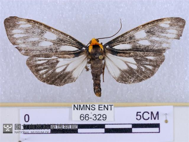 巨網燈蛾藏品圖，第1張