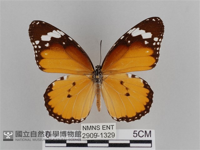 樺斑蝶藏品圖，第1張