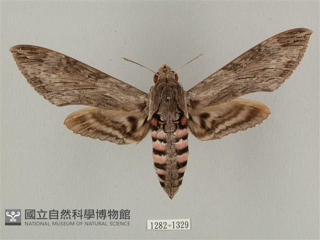 蝦殼天蛾藏品圖，第1張