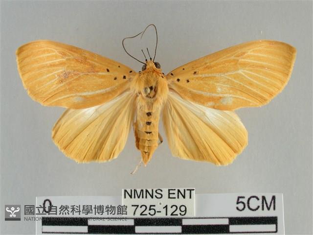 裳蛾科藏品圖，第1張