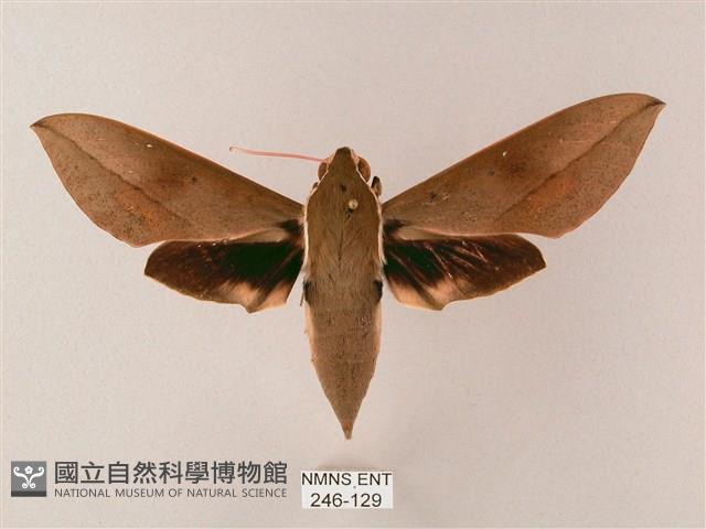 藏斜紋天蛾藏品圖，第1張