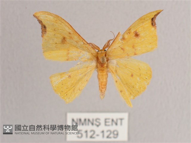 彎黑黃鉤蛾藏品圖，第1張