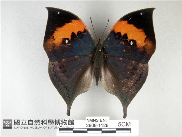 枯葉蝶藏品圖，第1張
