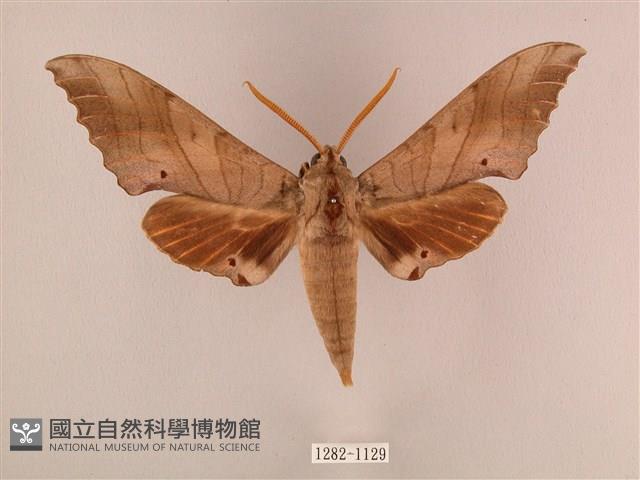 栗六點天蛾藏品圖，第1張