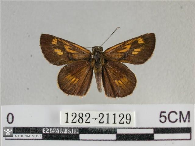 黃星弄蝶藏品圖，第1張