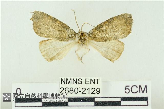 圍異波紋蛾藏品圖，第1張