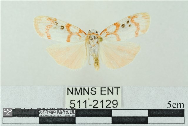 臺雪苔蛾藏品圖，第1張