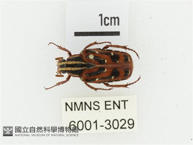 巴蘭陷紋金龜藏品圖，第1張