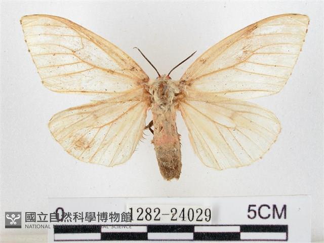 木毒蛾藏品圖，第1張