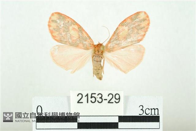 三色豔苔蛾藏品圖，第1張