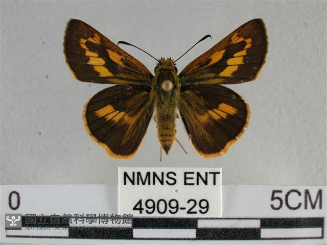 寬邊橙斑弄蝶藏品圖，第1張