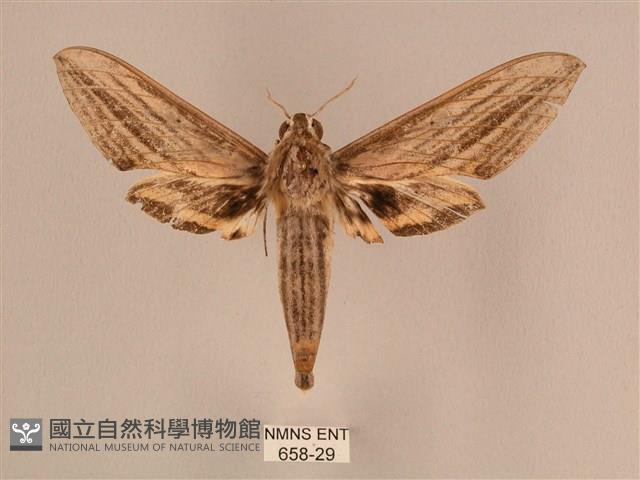 棕綠背線天蛾藏品圖，第1張